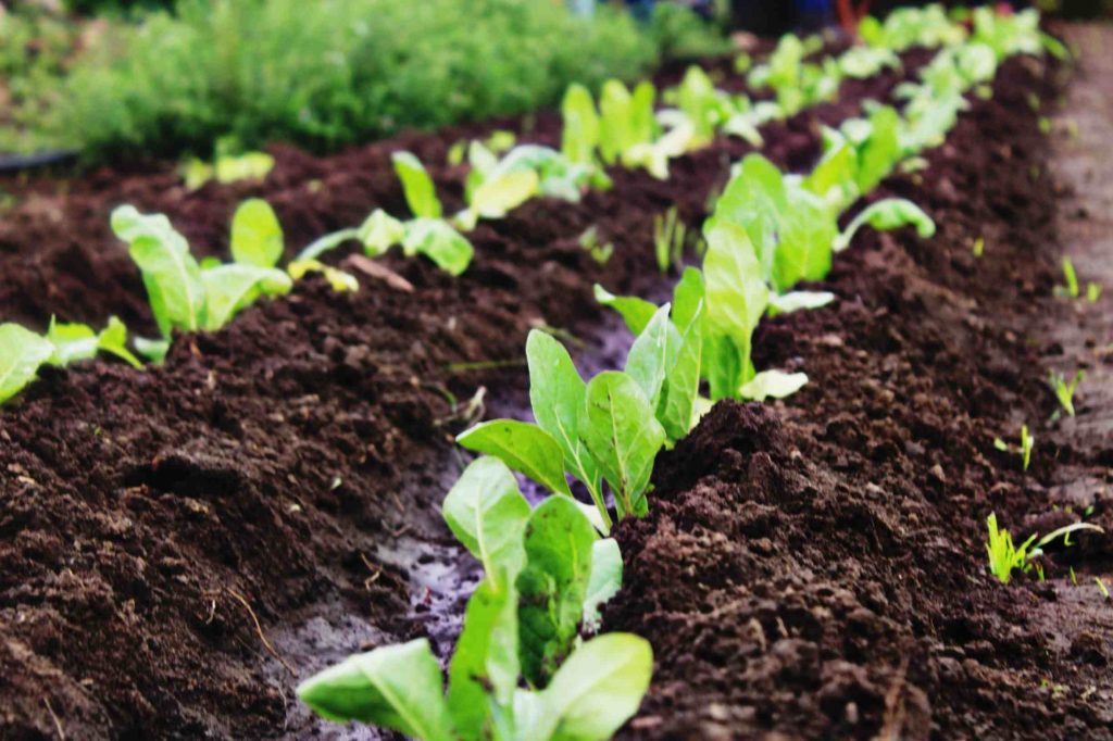 Huertos Comunitarios Sostenibles
